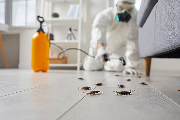 Affordable Termite Control solutions in Blackstone, VA